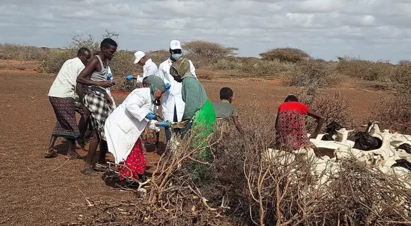 Somalia Xanuun xoolaha u le’anayaan,ayaa looga  digay dadka