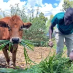 Qowsaar markii dambe gaaray in uu qaado orodka olombikada