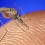 Could mosquitoes deliver vaccines against malaria?